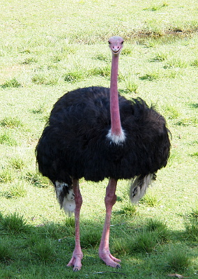 [A front view of the entire ostrich. Both eyes are visible as it looks straight ahead. It has white feathers in a ring around its neck and hanging down from its wings. The body is a dark brown and the neck, head, and legs are pink. The one toe is much larger than the other, but both are large. It has knobby knees.]